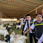 Pembayaran Dam Petugas Haji Kolektif, Dagingnya Dikirim ke Indonesia