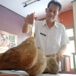 Ditemukan di Situs Kedung Wedus Desa Kapuan, Fosil Gajah Purba Berusia 300 Ribu Tahun
