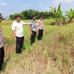 Polisi Buru Pelaku Pencurian Padi Siap Panen Milik Petani di Persawahan Sambungmacan