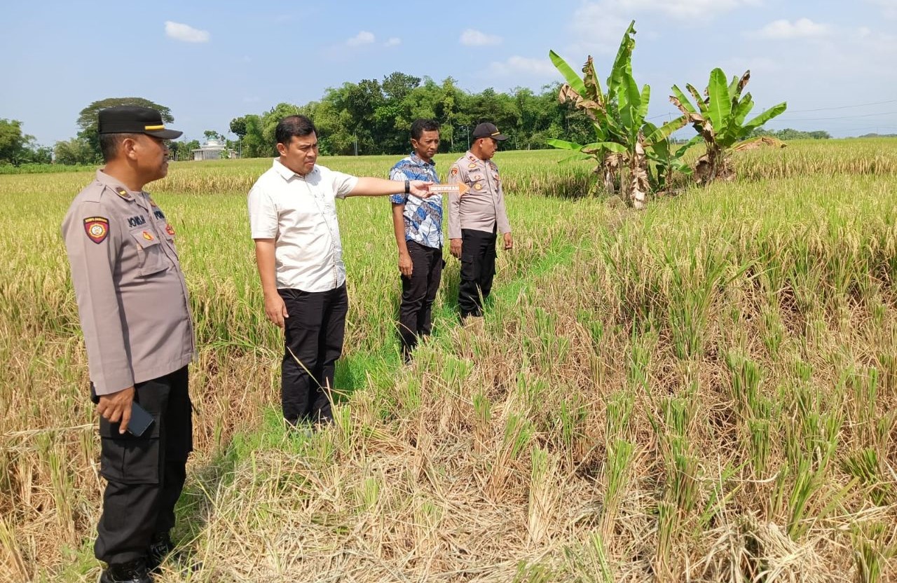 Polisi Buru Pelaku Pencurian Padi Siap Panen Milik Petani di Persawahan Sambungmacan
