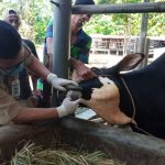 Jelang Iduladha 1444 H, Dinpertan Purbalingga Intensifkan Pemeriksaan Hewan Ternak