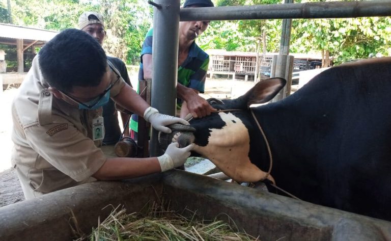 Jelang Iduladha 1444 H, Dinpertan Purbalingga Intensifkan Pemeriksaan Hewan Ternak
