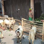 Pembeli Tak Permasalahkan Harga Kambing Kurban Naik