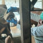 Jelang Hari Raya Kurban, Petugas Cek Kesehatan Sapi di Peternak