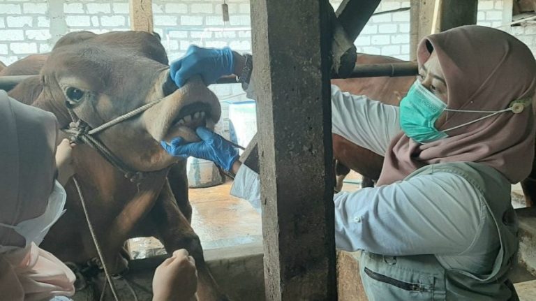 Jelang Hari Raya Kurban, Petugas Cek Kesehatan Sapi di Peternak