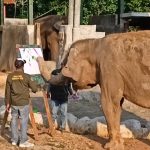 Masih dalam Usia Produktif, Semarang Zoo Coba Kawinkan Bona dan Sella