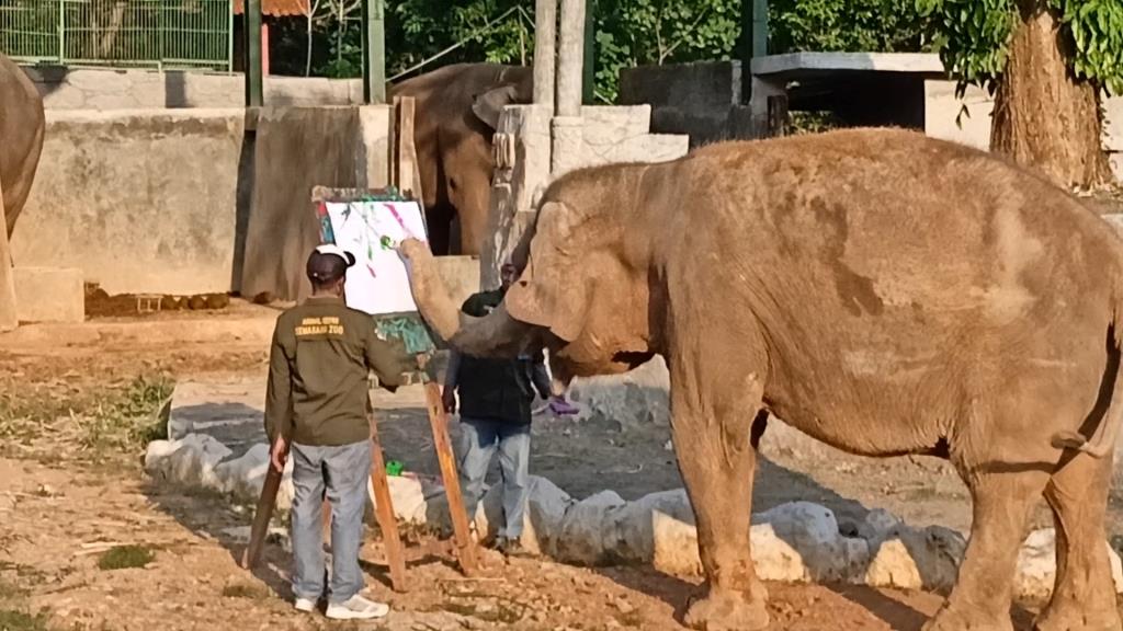 Masih dalam Usia Produktif, Semarang Zoo Coba Kawinkan Bona dan Sella