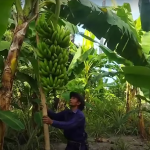 Pisang Cavendish