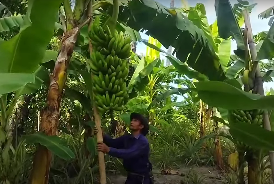 Pisang Cavendish