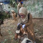 Jelang Iduladha 1444 h, Dislutkanak Batang Temukan Hewan Kurban Belum Cukup Umur