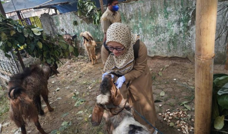 Jelang Iduladha 1444 h, Dislutkanak Batang Temukan Hewan Kurban Belum Cukup Umur