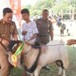 Pemkot Gelar Kontes Hewan Kurban, Dorong Kualitas Kambing Unggul,