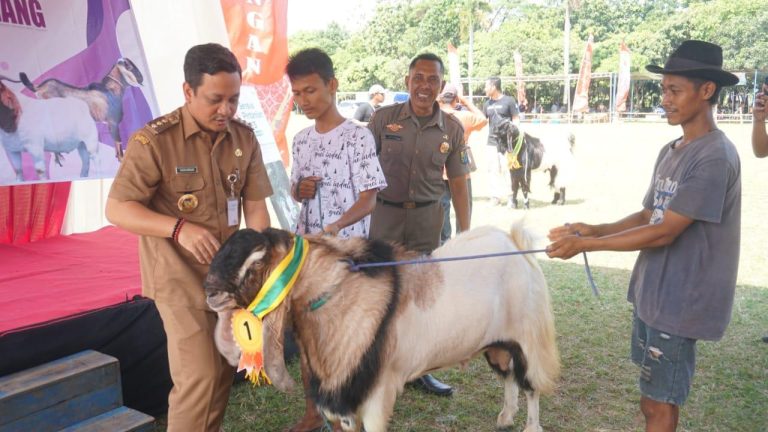 Pemkot Gelar Kontes Hewan Kurban, Dorong Kualitas Kambing Unggul,