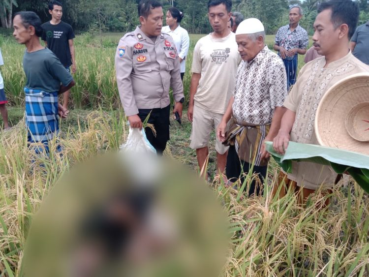 Sempat Memanen Padi, Petani Ditemukan Meninggal di Pematang Sawah