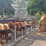 Jelang Iduladha 1444 H, Kendati Harga Naik Penjualan Hewan Kurban Meningkat