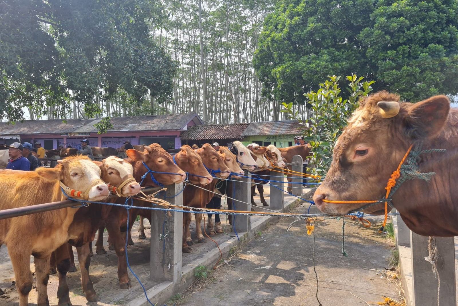 Jelang Iduladha 1444 H, Kendati Harga Naik Penjualan Hewan Kurban Meningkat