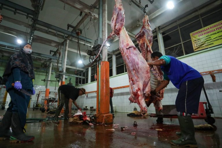 Didampingi Pemprov Jateng, Aktivitas Penyembelihan di RPH Salatiga Makin Maksimal