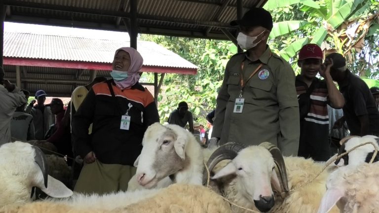 Jelang Iduladha, DKPPP Temanggung Minta Masyarakat Waspadai Beberapa PHMS