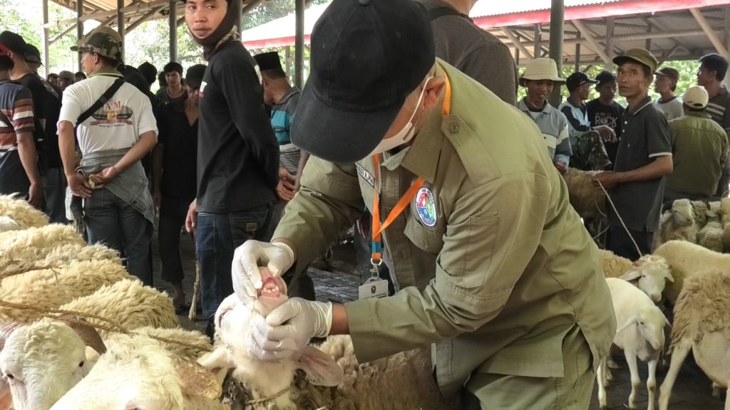 Jelang Iduladha, DKPPP Perketat Pengawasan Kesehatan Hewan Kurban