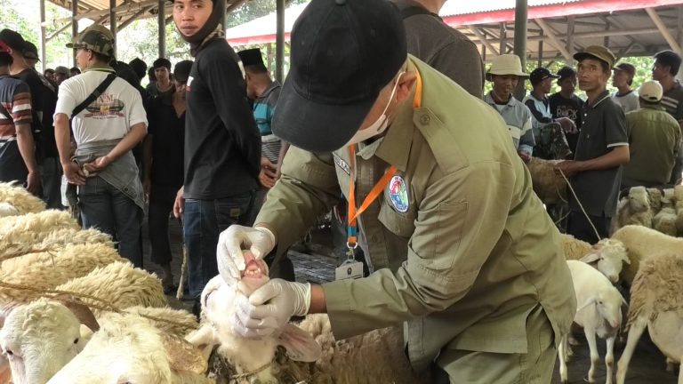 Jelang Iduladha, DKPPP Perketat Pengawasan Kesehatan Hewan Kurban
