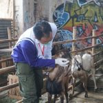 Jelang Iduladha 1444 H, Dinperpa Siap Terjunkan Tim Monitoring Keswan Qurban