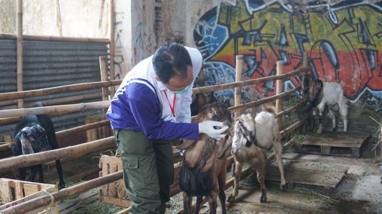 Jelang Iduladha 1444 H, Dinperpa Siap Terjunkan Tim Monitoring Keswan Qurban