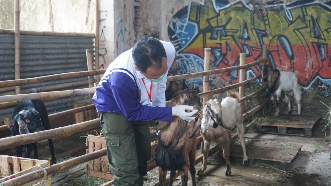 Jelang Iduladha 1444 H, Dinperpa Siap Terjunkan Tim Monitoring Keswan Qurban