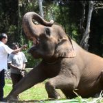 Wisata Edukasi Gajah di Candi Borobudur Ditutup, TWC Translokasi Lima Gajah Wisata
