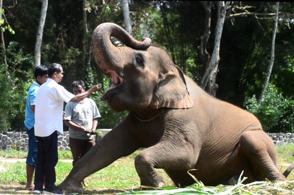 Wisata Edukasi Gajah di Candi Borobudur Ditutup, TWC Translokasi Lima Gajah Wisata