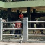 Gantikan Sekar, Akhirnya Bona dan Sela, Warga Baru Semarang Zoo