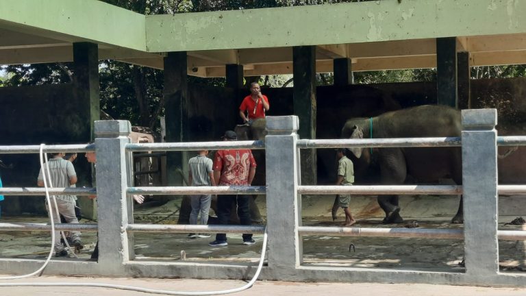 Gantikan Sekar, Akhirnya Bona dan Sela, Warga Baru Semarang Zoo
