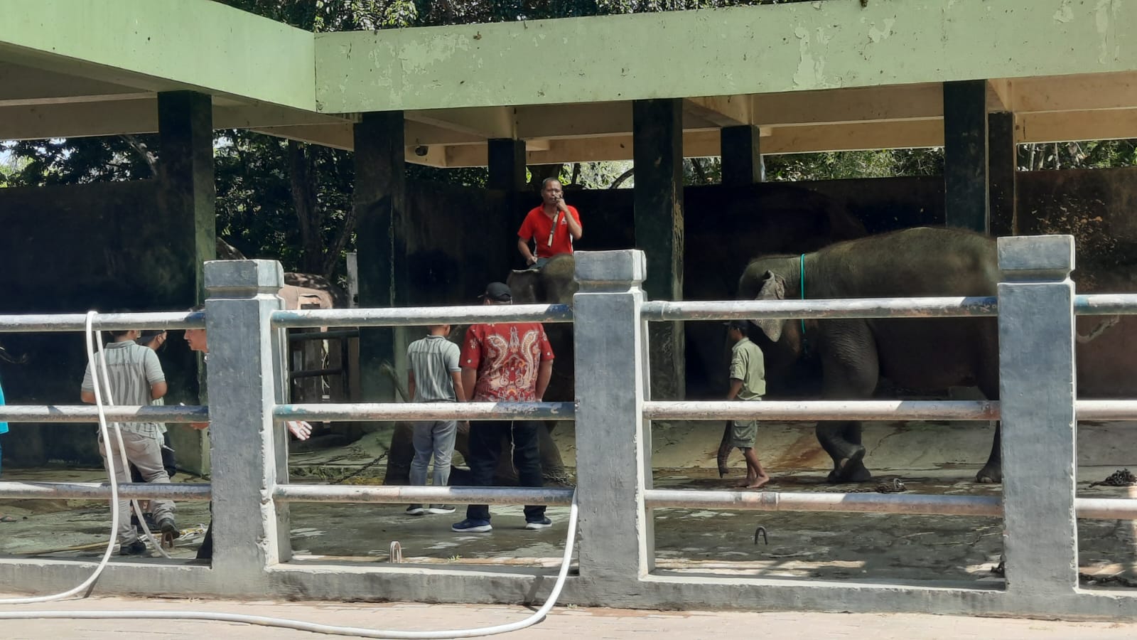 Gantikan Sekar, Akhirnya Bona dan Sela, Warga Baru Semarang Zoo