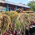 Gunakan Pupuk Organik, Hasil Petani Bawang Brebes Meningkat 30 Persen