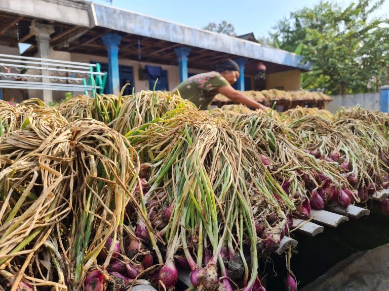 Gunakan Pupuk Organik, Hasil Petani Bawang Brebes Meningkat 30 Persen