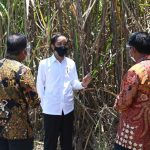 Jokowi berada di kebun tebu di Kabupaten Bombana, Sulawesi Tenggara, dalam kunjungan kerjanya pada Kamis, (22/10/2020) (Foto: Dok Biro Pers Presiden)