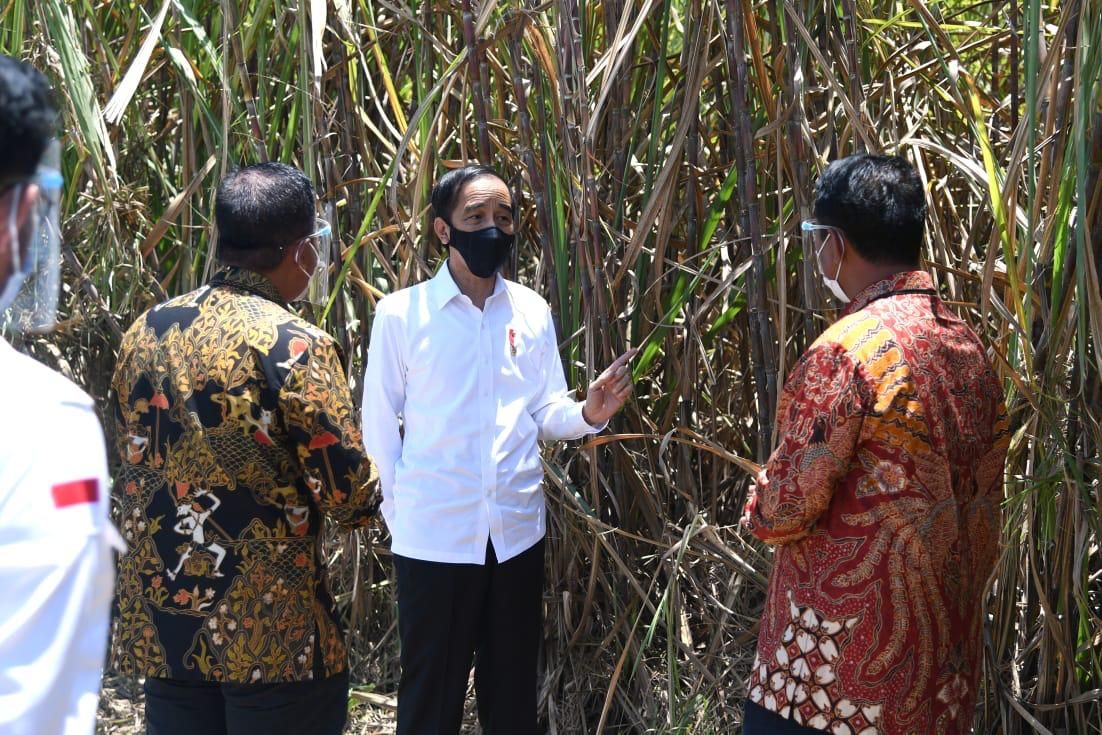 Jokowi berada di kebun tebu di Kabupaten Bombana, Sulawesi Tenggara, dalam kunjungan kerjanya pada Kamis, (22/10/2020) (Foto: Dok Biro Pers Presiden)