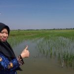 Musim Kemarau Tiba, Petani Desa Prampelan Justru Bisa Tanam Padi