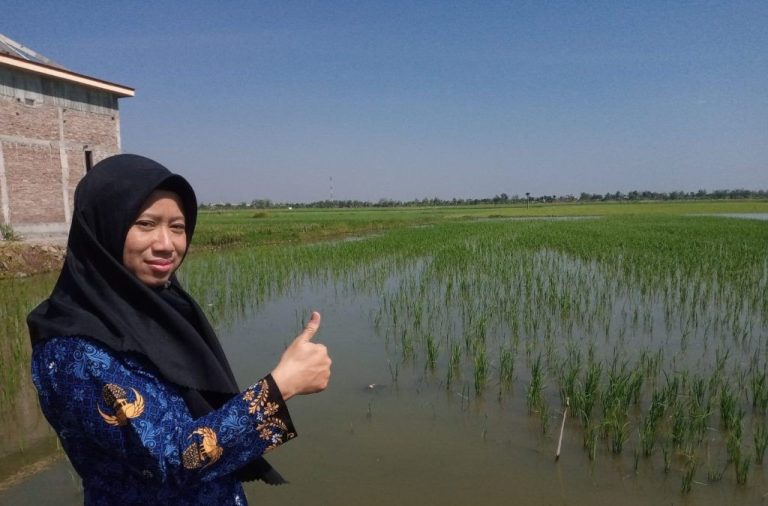 Musim Kemarau Tiba, Petani Desa Prampelan Justru Bisa Tanam Padi