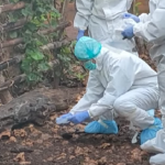 Muncul Antraks di Semanu, Pemkab Antisipasi Agar Tidak Menyebar ke Wilayah Lain