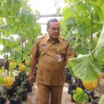 Bupati Berharap Berkebun Melon Modern di Asha Farm Sambong Dikembangkan