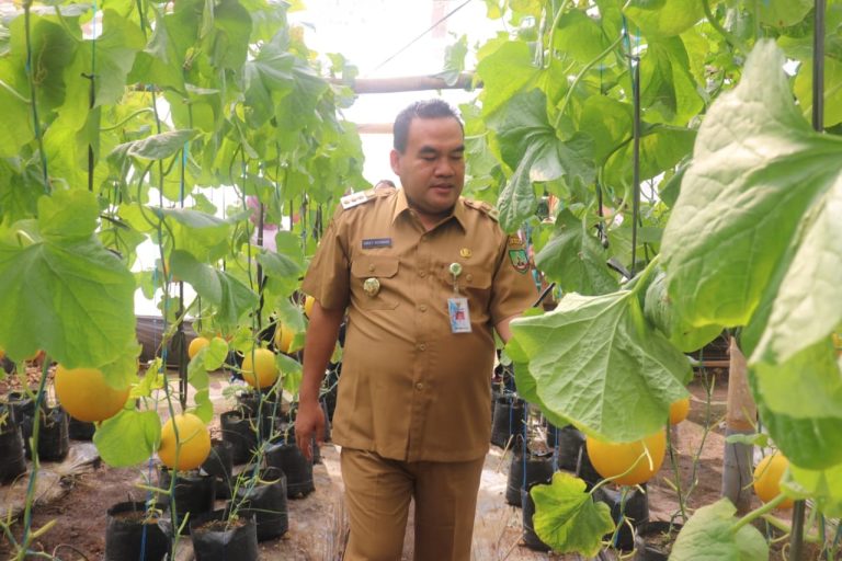 Bupati Berharap Berkebun Melon Modern di Asha Farm Sambong Dikembangkan