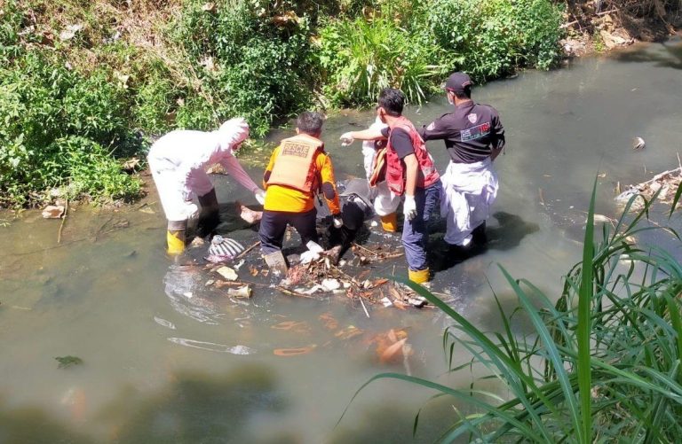 Tim Inafis Evakuasi Jasad Lansia Meninggal Terapung di Sungai Klampok Sragen