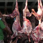 Perdana, Daging Dam Petugas dan Jemaah Haji Dikirim ke Indonesia