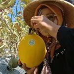 Ditanam Para Santri, Pondok Pesantren Bustanul Arifin Panen Melon 3,5 Ton