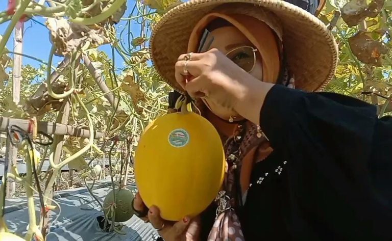 Ditanam Para Santri, Pondok Pesantren Bustanul Arifin Panen Melon 3,5 Ton