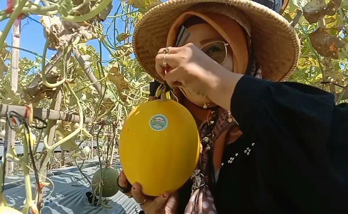 Ditanam Para Santri, Pondok Pesantren Bustanul Arifin Panen Melon 3,5 Ton