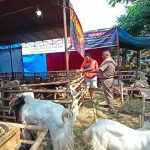 Mbak Ita Sebut Akan Gunakan Dana BTT Guna Pembelian Vaksin Antraks