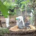 Cegah Antraks Meluas, Pemda DIY Lakukan Isolasi, Edukasi dan Vaksinasi