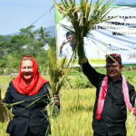 Mentan: Panen dan Tanam Padi di Kota Semarang, Perkuat Ketersediaan Pangan Hadapi El-Nino