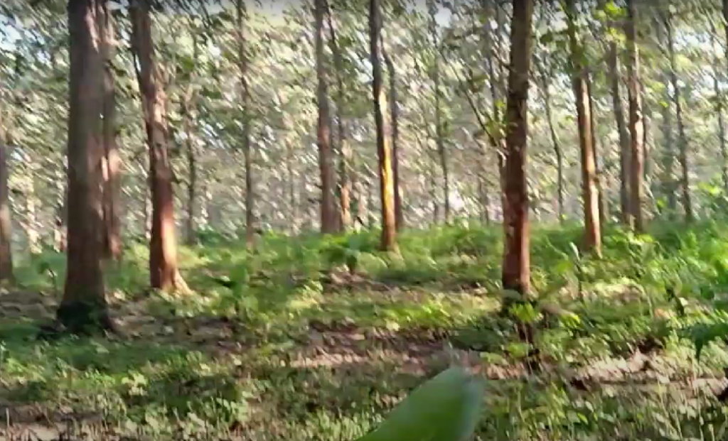 Kawasan hutan jati di Kabupaten Batang, yang rawan kebakaran di saat puncak musim kemarau